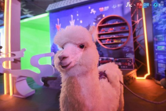 “驼号玩家”神兽拓拓